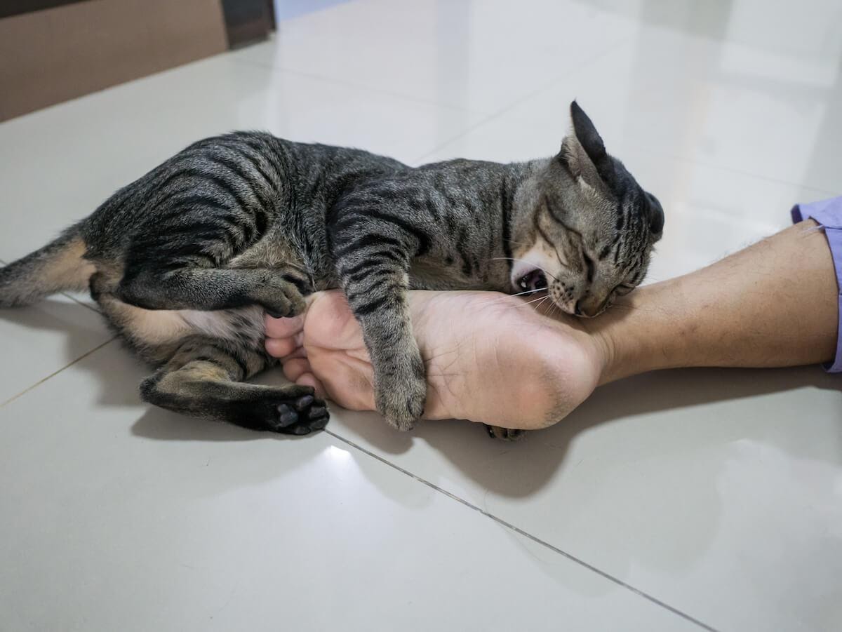 Il Mio Gatto Scodinzola Quando Lo Accarezzo